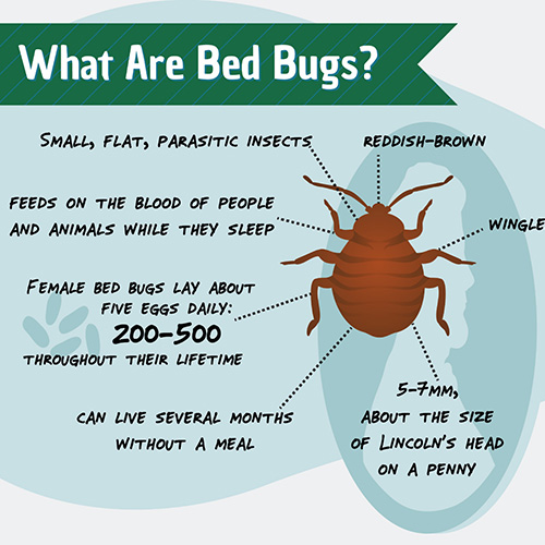 Bed Bug St. Louis | 2018